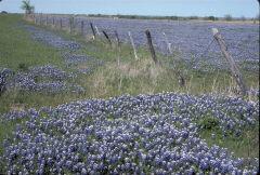 fields in flower with fence