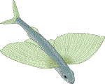 flying fish