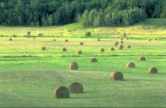 Hayfield with rolls of hay,  and nearby, tree-covered,  hills