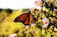 monarch on aster