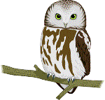 owl