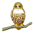 owl