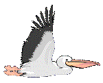 pelican