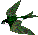 swallowr