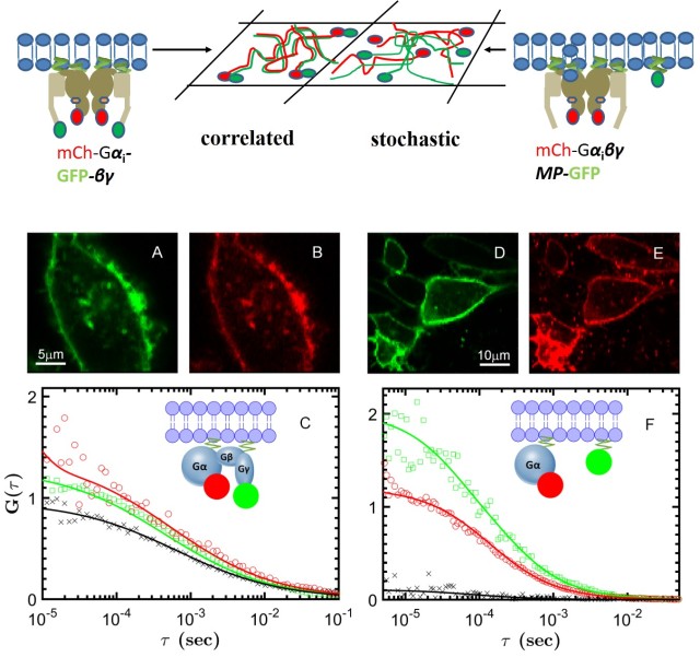 G Protein Coupled Receptors (GPCRs): Ligands, Allostery, Signaling and Oligomers