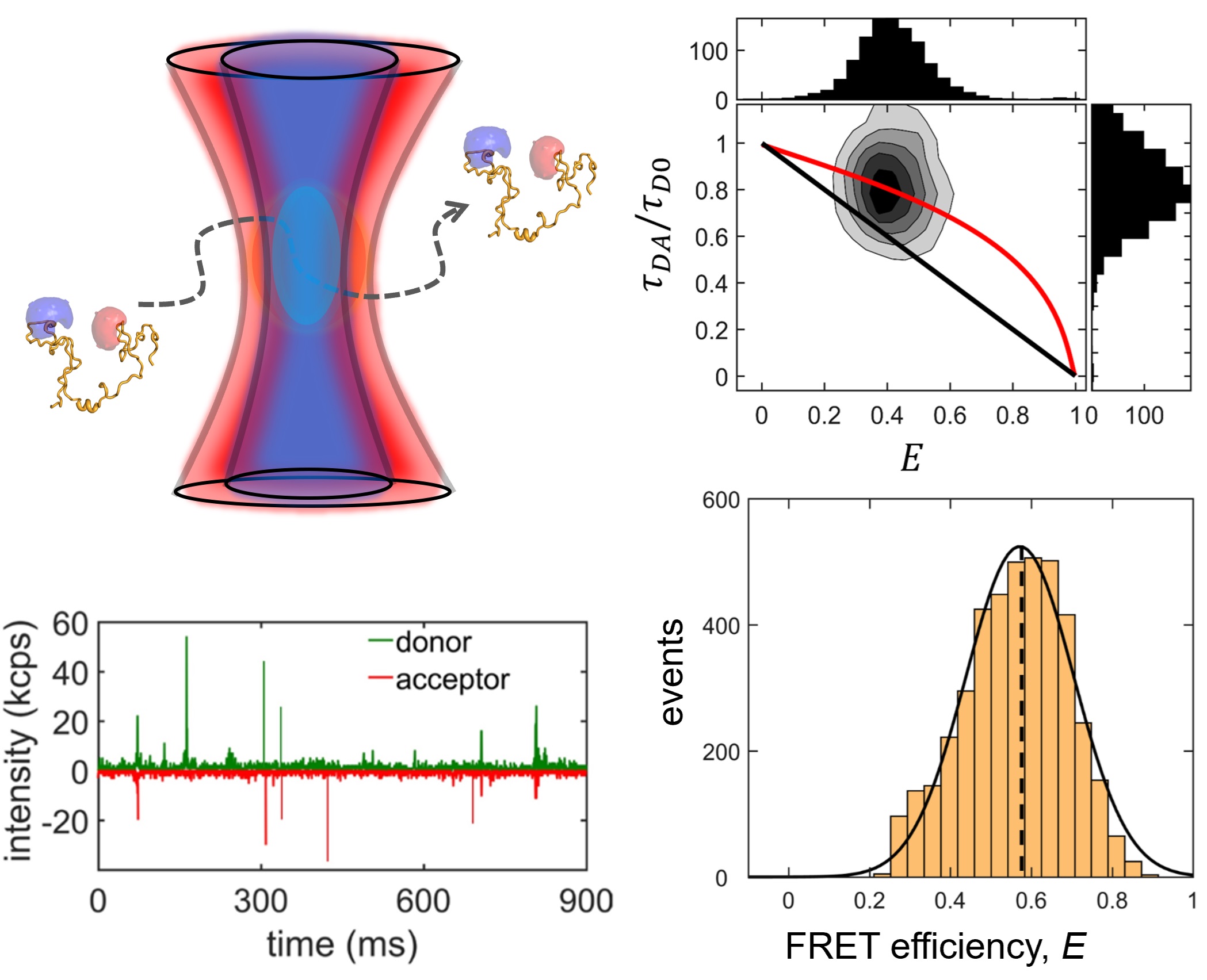 Intrinsically Disordered Proteins (IDPs): Conformational Dynamics and Interactions